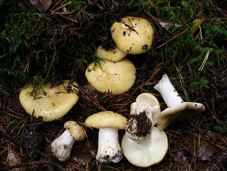 grzyby - Gołąbek jasnożółty  Russula claroflava  grzyb należący do rodzaju gołąbek.jpg