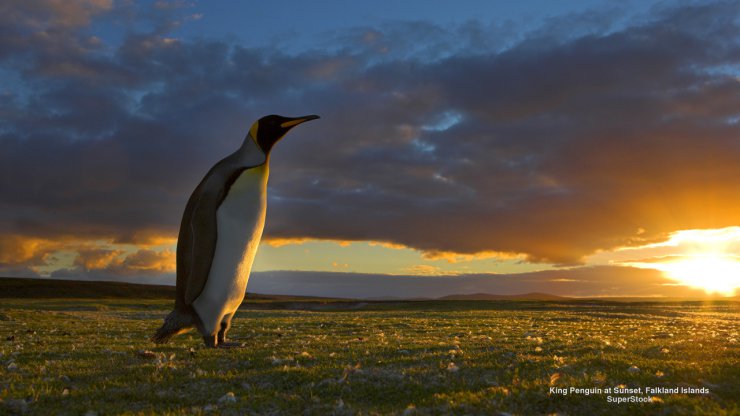Ptaki - King Penguin at Sunset, Falkland Islands.jpg