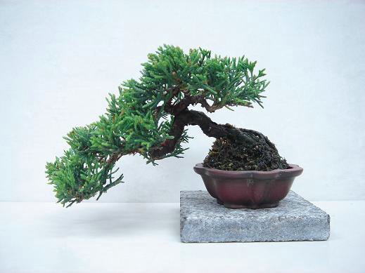 DRZEWKA BONSAI - 25.jpg