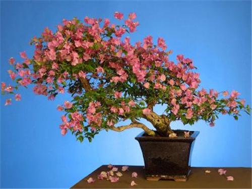 BONSAI DRZEWKA - Drzewko bonsai.jpg