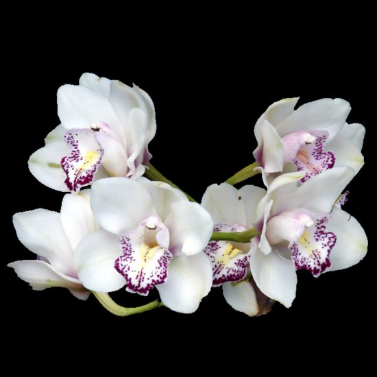 Clipart orchids on a transparent background - 14.png