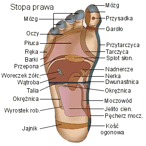 Biometry, DIAGRAMY, Wykresy itp - stopa_prawa.gif