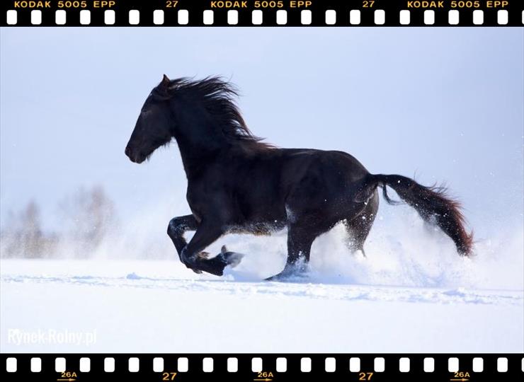 Konie_________piękne konie - 10fc1d8e37e66757490effca839cd618-konie-fryzyjskie-5-male.jpg