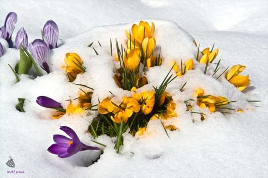 Kwiaty w zimowej szacie1 - 84. W zimowej szacie.jpg