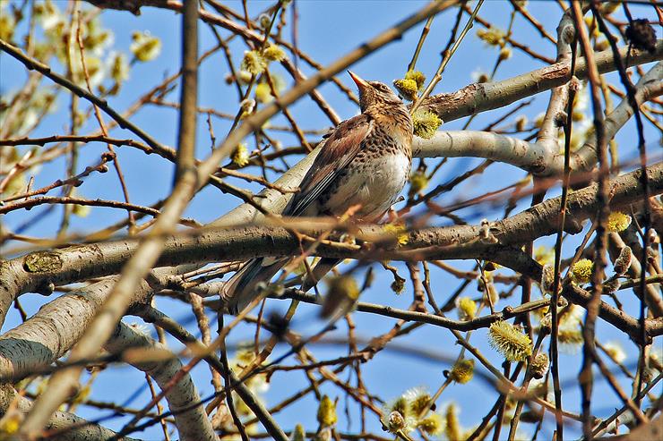 A Ptaki - zdjęcia - Kwiczoł DSC_0225_5154AA.jpg