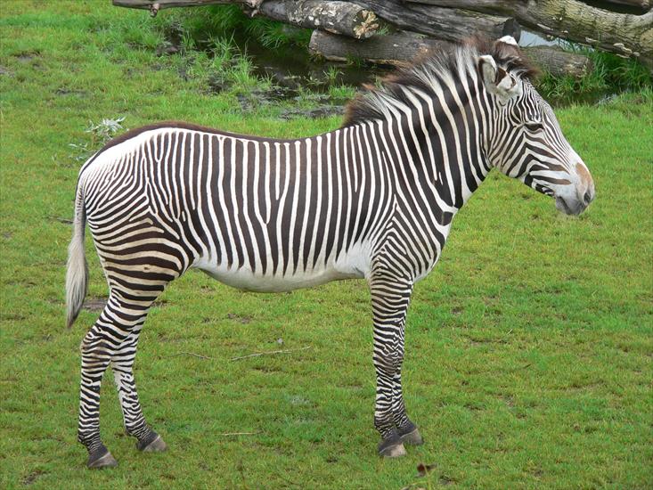 zebry - zebra.jpg
