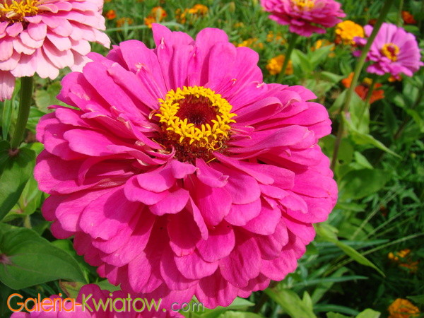 KWIATY OGRODOWE - rozowe-kwiaty-ogrodowe_1524.jpg