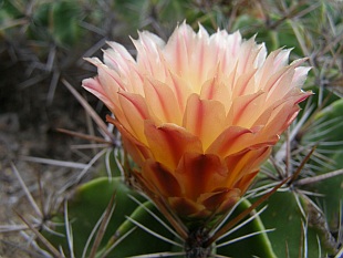 Kwitnące kaktusy - 4501-kaktusy-32.jpg